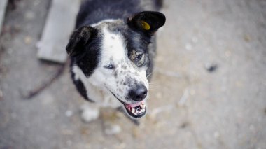 sick stray dog on the street. animal care concept, homeless problem, veterinary medicine, volunteer assistance. kind, playful animal. black and white dog asks for food. close-up clipart