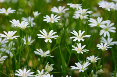 Stellaria sanal çayı. Tavuk otunun narin orman çiçekleri, Stellaria holostea ya da Echte Sternmiere. Çiçek arkaplanı. Doğal yeşil arka planda beyaz çiçekler. yakın plan