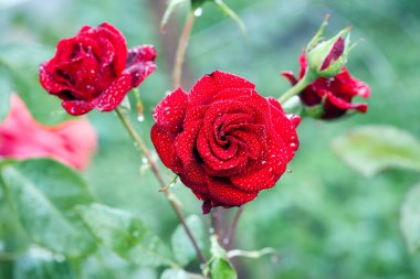 Kırmızı gül çiçeği arkaplanı. Bahçedeki çalılıkta kırmızı güller, yakın plan. Yağmurdan ya da sabah çiğ tanesinden sonra su damlatan kırmızı gül çiçeği. Kırmızı gül, sihir, bitki bakımı, peyzaj, bir kız için tatil hediyesi.