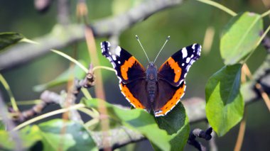 Kelebek Amiral. Yeşil arka plan manzaralı büyük, güzel bir kelebek. Vanessa Atalanta yakın çekim. Turuncu kanatlı güzel büyük kelebek. Vahşi yaşamın makro fotoğrafları, böcekler