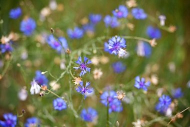 Mısır çiçeği, Centaurea siyanus nadir bulunan Arable Fields çiçeği. Mavi kır çiçekleri, doğal çiçek arkaplanı. Vahşi çiçekler, yakın plan, bulanık arka plan. Yaz çayırı çiçeği, güzel mavi çiçekler..