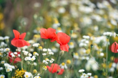 poppies. delicate petals of red poppies. background with red poppy flowers. copy space. field chamomile flowers. Beautiful red poppy flower. wild flower, beauty in nature. close-up clipart