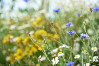 Cornflower, Centaurea siyanus. Arable Fields 'ın çiçeği. Mavi kır çiçekleri, doğal çiçek arkaplanı. Çiçekler, yakın plan, bulanık arkaplan. Çayır çiçeği, maviler içinde güzel çiçekler açar. yabani çiçekler