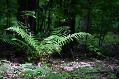 Renkli eğreltiotu yaprakları yeşil yapraklar güneş ışığında doğal çiçek eğreltiotu arkaplanı. Yeşil eğreltiotu yaprakları ormandaki arka plan için. Doğal yeşil eğreltiotu yaprakları ormandaki dokuyu kapatır.