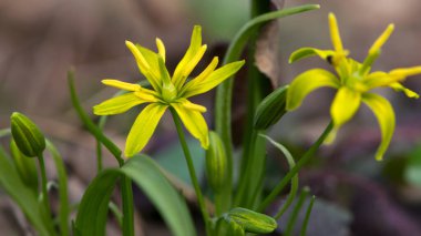 Gagea Lutea, baharda açan Bethlehem 'in sarı yıldızı. Makro fotoğrafçılık, Bokeh. İlkbaharın başlarında ilk çiçek. Küçük sarı çayır çiçeği yakından. doğal arkaplan