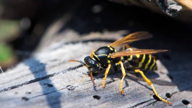 Vespula germanica, Avrupa eşekarısı, Alman eşekarısı. Yuvayı inşa etmek için selüloz elde edilecek olan çene ile ahşap bir yüzeyi tırmalayarak. İzole edilmiş örnek, makro böcek.