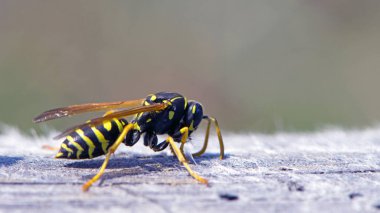 Vespula germanica, European wasp, German wasp. while scratching a wooden surface with its jaws, from which cellulose will be obtained, to build the nest. Isolated specimen, macro insect clipart