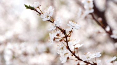Kiraz. Beyaz çiçekler. Bahçedeki çiçek dalları. Çiçek açan ağaçlarda narin bahar çiçekleri. Makro fotoğraf, narin çiçekler. Yumuşak odaklanma. Doğanın güzelliği. Yakın plan. Bahar zamanı kiraz ağacı