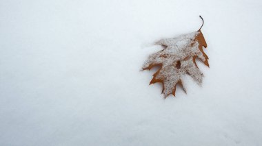 Karda meşe yaprağı, kış, yakın çekim. Meşe Korusu. Sonbahar ya da kış mevsimi. Doğa, ormanda ya da parkta yapraklar. Seçici odaklanma. Beyaz karda izole edilmiş, kar arkaplanı, metin için boşluk