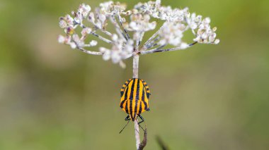 Graphosoma lineatum. Beyaz bir kır çiçeğinin üzerinde oturan turuncu çizgili böcek, yakın plan. Böcek, Shield fabrikada kaçakçılık yapıyor. Yaz ya da sonbahar. bitki zararlıları konsepti. makro doğa