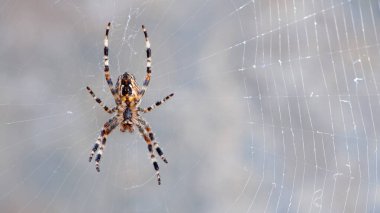 Araneus big spider. large spider, Araneus, sitting on a web. Spider. Macro photo of a garden spider on a web against a natural gray background. isolated on light, close-up, place for text clipart