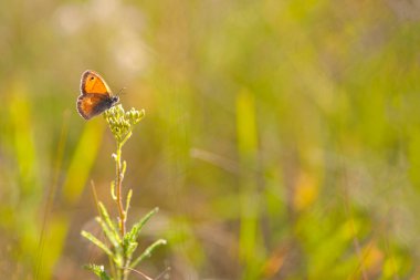 Küçük bakır kelebek, Hyponephele lupinus, doğadaki beyaz kır çiçeğine tünemiş. Turuncu kanat. Yeşil ortamda böcek tozlaştırıcının makro fotoğrafı. Işık arkaplanında izole