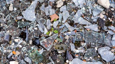 Kırık cam parçalarının arkaplan dokusu. Kırık cam. Kırık şişeler yerde. Yerdeki şişeden kırılan cam parçaları. Renkli kırık şişeler.