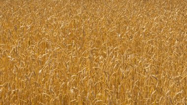 Tarlada altın buğday başakları. Tarlanın sarı arka planında olgunlaşmış altın buğday kulakları. Doğa. Zengin bir yaz hasadı, tarım ve tarım endüstrisi fikri..
