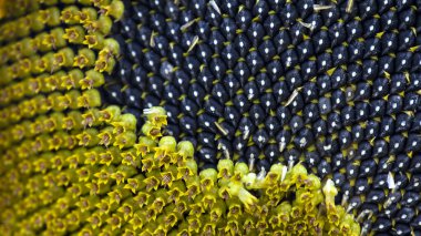 Ayçiçeği. Tohumlar, hasat. sanayi, tarım, tarım. Kurumuş ayçiçeği ve siyah tohumlar. Sarı ayçiçeği ve tohumlara yakın çekim. İyi hasat konsepti. metin veya reklam için arkaplan