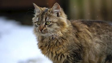 Gri arka planda izole edilmiş gri bir tekir kedinin portresi, yakın plan. Güzel, pofuduk kedi yavrusu sokakta. Gri kedi kışın karda yürür..