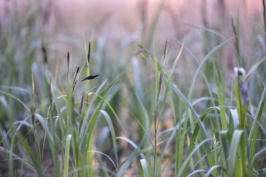 Bataklıktaki bitkiler. Doğal arka plan, doğadaki güzellik. Arka plan için yeşil çimenler. Açık hava manzarası göldeki yeşil kamış bitkisinin bazı detaylarını gösteriyor.