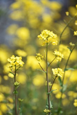 Tecavüz tohumu. Brassica napus. Güneşli yaz gününde çiçek açıyorlar. Sarı çiçek, bulanık doğal arka planda izole edilmiş. Avrupa 'da ya da Asya' da tarım. Çiçekli arka plan, yakın plan. yumuşak odak
