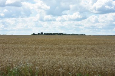 Tarlanın sarı zeminine karşı olgunlaşmış büyük altın buğday kulakları. Yakın plan doğa. Zengin bir yaz hasadı, tarım, tarım endüstrisi fikri. Spikelet 'e odaklan