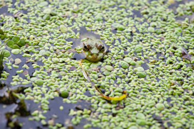 Marsh frog, frog eyes, Pelophylax ridibundus, in nature habitat. Wildlife scene from nature, green animal in water. Beautiful frog in dirty water in a swamp. amphibian close-up, in a swamp in duckweed clipart