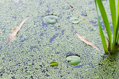 Hydrocharis morsus-ranae. photo, on Water Surface with Green Leaves. in the lake, river or swamp, nature photo, close-up. Lemna and round leaves, natural background clipart