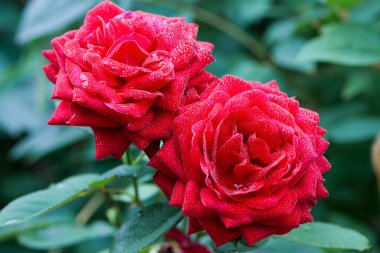 Kırmızı gül çiçeği arkaplanı. Bahçedeki çalılıkta kırmızı güller, yakın plan. Yağmurdan ya da sabah çiğ tanesinden sonra su damlatan kırmızı gül çiçeği. Kırmızı gül, sihir, bitki bakımı, peyzaj, bir kız için tatil hediyesi.