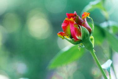 Kırmızı-sarı gül Bud. Yeni gül tomurcuğu. Genç zarif sprey gül. Çiçek açan küçük bir tomurcuk. Sihirli bahçe. Doğal arka plan. Çiçek tarlasında güzel bir çiçek, yakın plan. sıradışı renk