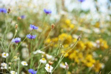 Cornflower, Centaurea siyanus. Arable Fields 'ın çiçeği. Mavi kır çiçekleri, doğal çiçek arkaplanı. Çiçekler, yakın plan, bulanık arkaplan. Çayır çiçeği, maviler içinde güzel çiçekler açar. yabani çiçekler