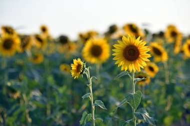 Ayçiçeği. Sarı ayçiçekleri, iyi hasat, parlak güneş çiçeği. Çiftçilik, sebze bahçesi, tarla, petrol için tohum yetiştirme. Sağlık faydaları, ayçiçeği yağı deri sağlığını iyileştirir, hücre yenilenmesini teşvik eder