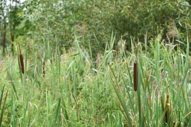 Typha angustifolia. Yakından yaklaş, su tesisatı. sazlıklar. Doğal bir geçmişi var. Fazla gelişmiş nehir kıyısı. Bataklıktaki bitkiler. Gölde sazlıklar. sonbahar sezonu