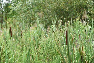 Typha angustifolia. Close up of cattail, water plant. reeds. natural nature background. overgrown river bank. plants on a marsh. reeds on a lake. autumn season clipart