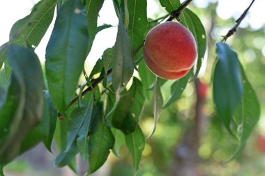 Bir dalda şeftali. İki parlak olgun şeftali. Bahçede meyveler yetişir. Meyve bahçesi dalı. Çiftçilik, tarım. Yakın plan, tatlı sulu şeftali. Metin için boşluk
