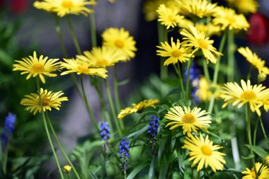 Güzel sarı papatya çiçekleri, yeşil bir arka planda. Büyük bir papatya çiçeği. Çiçek tarlasında sarı çiçekler. Çiçek arkaplanı. Sarı papatya çayı İlkbaharda ya da yazın, güneşte.