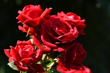 Çiçek açan kırmızı güller koyu bir arka planda izole edilmiş. Büyük güzel bahçe çiçekleri kırmızı güller. Tatil için çiçekler, bokeh, makro, çiçekli arka plan. Bir buket kırmızı gül.