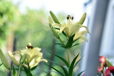 Lilium. Beyaz zambak tarlası. Güzel zambak çiçeği, yakın plan. Bahçedeki çiçek tarhında narin beyaz zambaklar. Çiçek arkaplanı. Bulanık yeşil arka plan. Yaz bahçesi