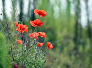 Kırmızı gelincikler, narin çiçekler, bahar ya da yaz manzarası. Yeşil çimenlikteki gelincikler güneşin altındaki bir tarlada. Güzel manzara, doğal arka plan. Yabani çiçekler. yumuşak odak, yakın çekim