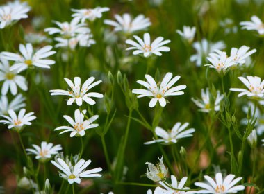 Stellaria sanal çayı. Tavuk otunun narin orman çiçekleri, Stellaria holostea ya da Echte Sternmiere. Çiçek arkaplanı. Doğal yeşil arka planda beyaz çiçekler. yakın plan