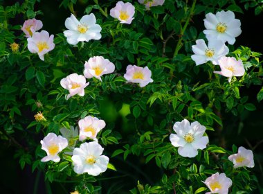 Çok güzel bir gül çiçeği. Rosehip, Rosa canina hafif pembe çiçekler dallarda çiçek açıyor, güzel yabani çalılar. Rosa Woodsii, orman ya da kapalı alan gülü olarak bilinen çeşitli gül kalçaları.