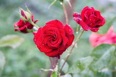 Kırmızı gül çiçeği arkaplanı. Bahçedeki çalılıkta kırmızı güller, yakın plan. Yağmurdan ya da sabah çiğ tanesinden sonra su damlatan kırmızı gül çiçeği. Kırmızı gül, sihir, bitki bakımı, peyzaj, bir kız için tatil hediyesi.