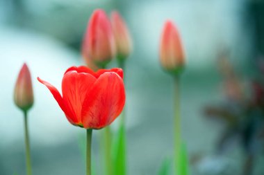 Tulipa. Kırmızı laleler. Bahçedeki bir çiçek tarlasında açan güzel çiçekler. Hassas kırmızı laleler. Çiçekli tatil geçmişi. Bahar çiçekleri, kız arkadaşına bir hediye, yakın plan, bokeh.