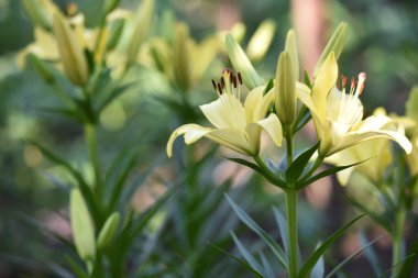 Lilium maculatum Thunb. Sarı zambak. Güzel zambak çiçeği. Bahçedeki çiçek tarhında narin beyaz zambaklar. Çiçek arkaplanı. Bulanık doğal arka plan. Çiçek mevsimi, yakın plan.