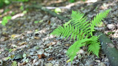 Renkli eğreltiotu yaprakları yeşil yapraklar güneş ışığında doğal çiçek eğreltiotu arkaplanı. Yeşil eğreltiotu yaprakları ormandaki arka plan için. Doğal yeşil eğreltiotu yaprakları ormandaki dokuyu kapatır.