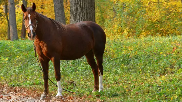 Güzel kahverengi at sonbahar parkında duruyor. Büyük, dayanıklı bir at, çiftlik hayvanı. Sonbahar mevsimi, ormanda güzel ve sağlıklı bir at.
