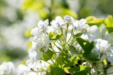 Armut çiçeği. Bahçede çiçek açan ağaç. Beyaz narin çiçekler, yeşil ve taze yapraklar. Malinae, Springtide. Yeşil arka planda çiçek açan armut dalları. Yakın plan. Ormanda armut