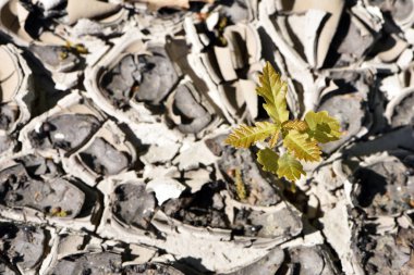 Genç ağaç, çatlamış toprakta filizlenir. Küresel ısınmanın etkisi. Ekoloji, sıcaklık. Çöl geçmişi. Küresel su kıtlığı. Sıcak iklim ve kuraklık. makro, üst görünüm