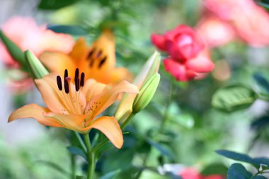 Lilium. Güzel zambak çiçeği. Bahçedeki çiçek tarhında narin zambaklar. Çiçekli, bulanık doğal bir geçmişi var. Çiçek mevsimi, yakın plan. turuncu zambak çiçeği. İlkbaharda çiçek açar