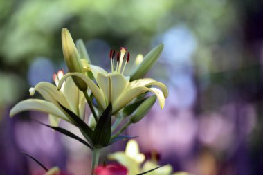 Lilium maculatum Thunb. Sarı zambak. Güzel zambak çiçeği. Bahçedeki çiçek tarhında narin beyaz zambaklar. Çiçek arkaplanı. Bulanık doğal arka plan. Çiçek mevsimi, yakın plan.