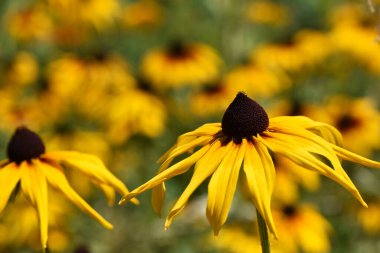 Rudbeckia Hirta. Doğadaki yabani çiçek. Güzel sarı çiçekler. Çiçek arkaplanı. Büyük bahar ya da yaz çiçeği. Rudbeckia hirta, Marmelade, güzel bir bahçe bitkisi.