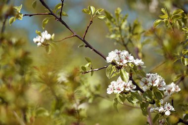 Armut çiçeği. Bahçede çiçek açan ağaç. Beyaz narin çiçekler, yeşil ve taze yapraklar. Bahar geldi. Yeşil arka planda çiçek açan armut dalları. Yakın plan. Ormanda armut