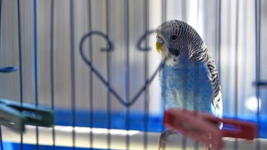 Budgie. Papağan. Mavi muhabbet kuşu kafeste oturur. Evcil kuş. Kuş kafesinde muhabbet kuşu. Tüylerin mavi rengi, odaklanma, yakın plan. Küçük evcil kuş. Bir papağanın gagası..